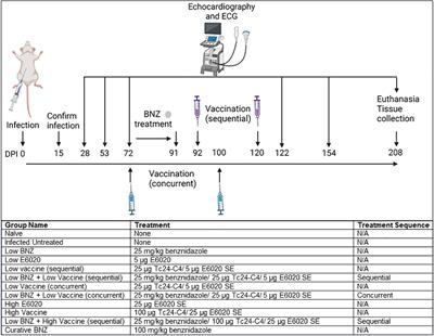 Vaccine-linked chemotherapy improves cardiac structure and function in a mouse model of chronic Chagas disease